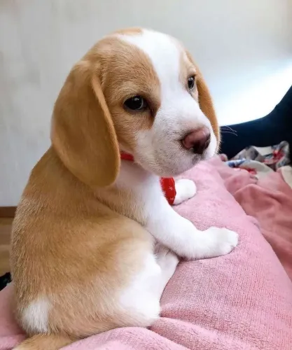Filhote Beagle, Pequenos, brincalhões e prontos para te conquistar!