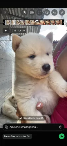 Husky siberiano