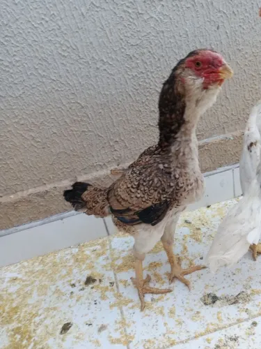 Vendo galinha Calcutá cara de coruja segunda postura tá em Goiânia apenas 200 reais