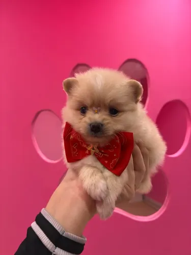 Spitz Alemão lindo ! Lulu da Pomerania
