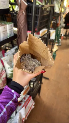 Semente de Limãozinho Bravo 