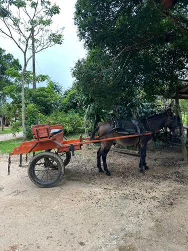 Charrete é Burro VENDO