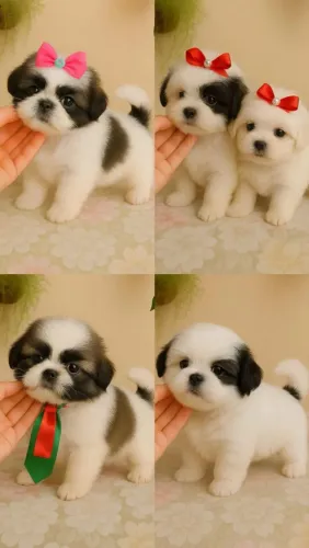 Shih Tzu brincalhão 