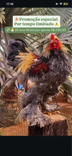 Galinhas Brahma Gigante Turquia ?