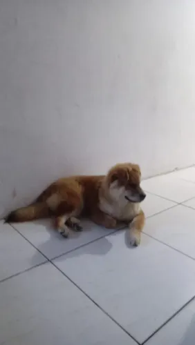 Doação de cachorro Chow Chow