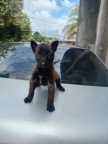 Ferrari dos cães filhote de Belga malinois. 