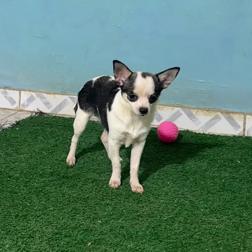 Micro chihuahua fêmea