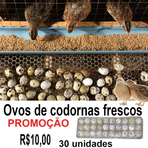 Ovos de codorna in natura