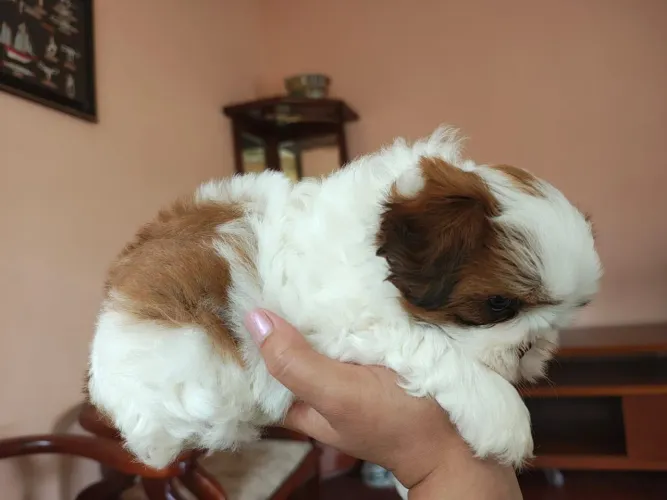 Shih tzu fêmea exótica mini um Show só $ 1.600