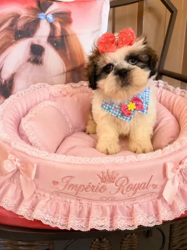 Shihtzu Fêmea Tricolor com pedigree Linda! Império Royal