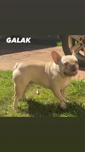 Bulldog francês para cobertura 