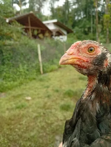Frango Índio Barbudo Galo