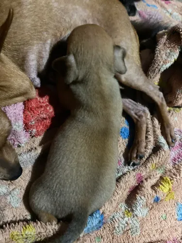 Filhote pinscher marrom muito fofo