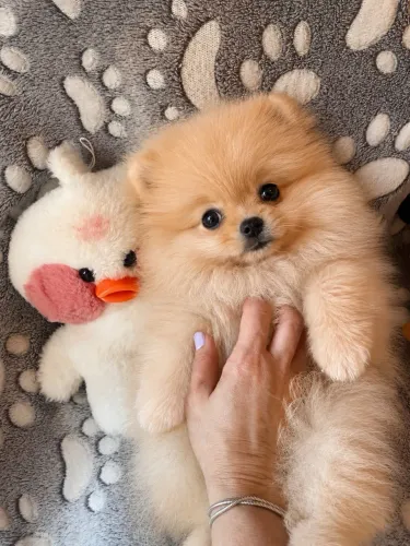 Mini Lulu pequenino