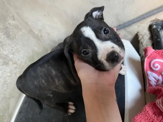 Pitbull 