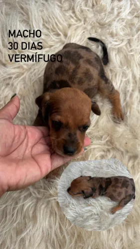 Venda de animais