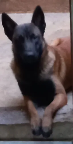 Vende.se filhote de pastor belga malinois 