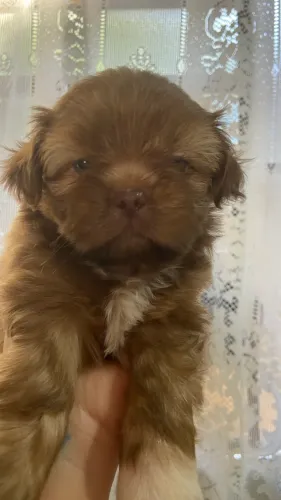 Shitszu machinho