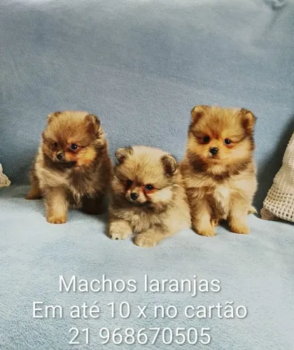 Filhotes macho Spitz Alemão