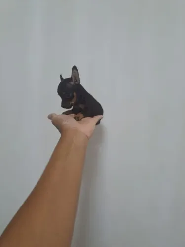 Pinscher 0 minizinho te espera aqui