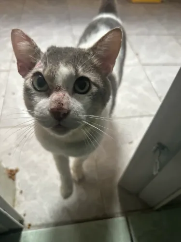 Gato macho 2 anos