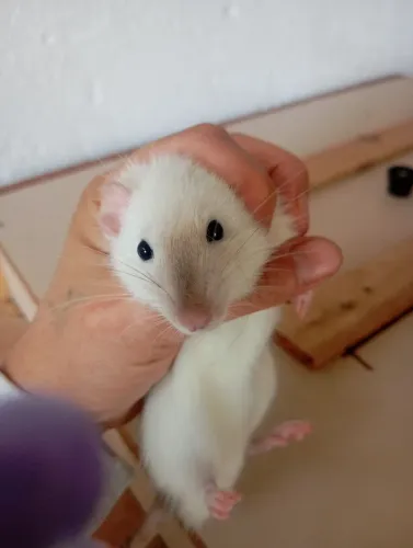Ratos Twist entre 2 e 3 meses