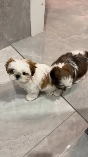 Shih Tzu Doguinho que chegou para conquistar seu interesse