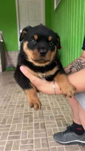 Rottweiler Esse filhote é puro trem bão