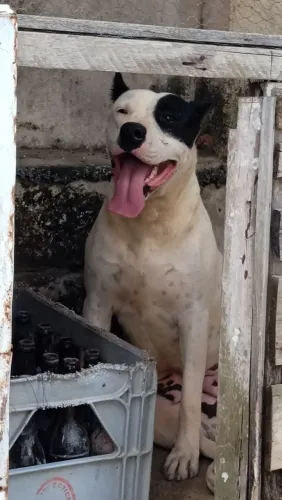 Dogo Argentino 