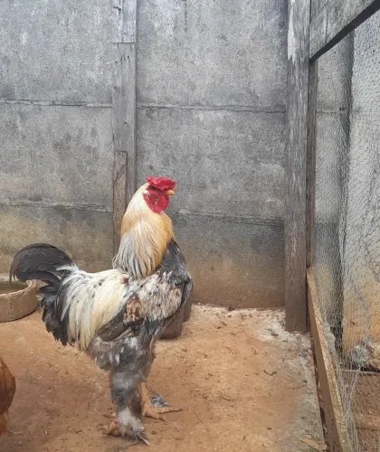 Galo Brahma