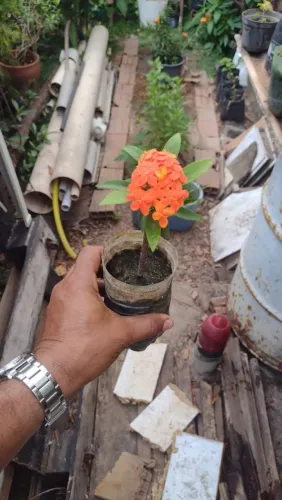 Plantas ornamental