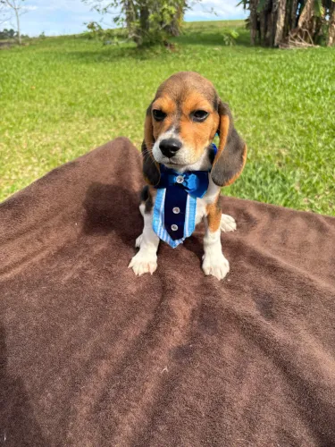 Beagle macho 