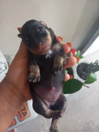 Cachorros