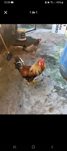 Galo