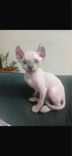 Gato sphynx fêmea 