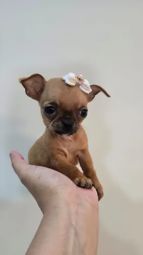 Chihuahua MINIATURA meninas