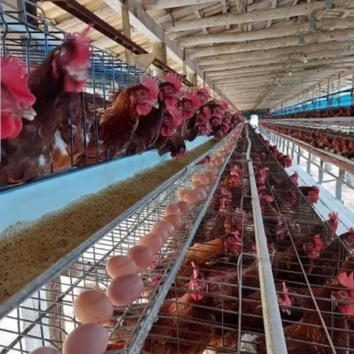 Procuro granja de galinhas poedeiras produção de ovos sistema gaiolas para arrendar ou 