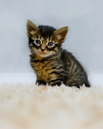 Gatinho tigrado disponível