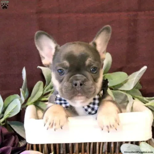 Bulldog Francês lindo - venda rápida