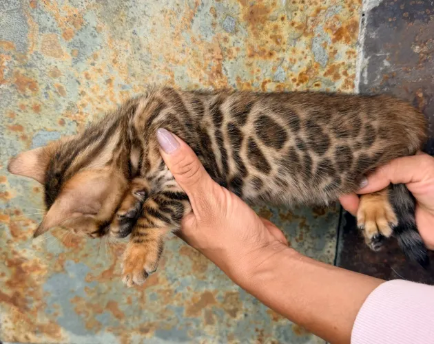 GATA BENGAL À VENDA | ÚLTIMA FÊMEA DISPONÍVEL!