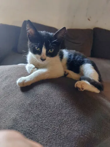 Gato 