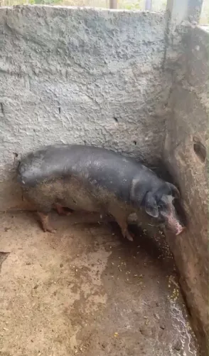 Porco capado caipira