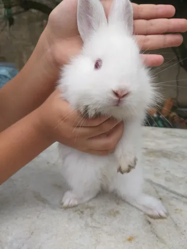 Coelhos