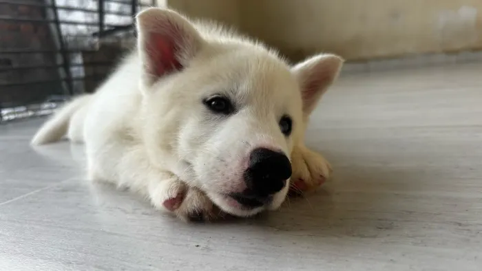 Filhote de Husky Siberiano