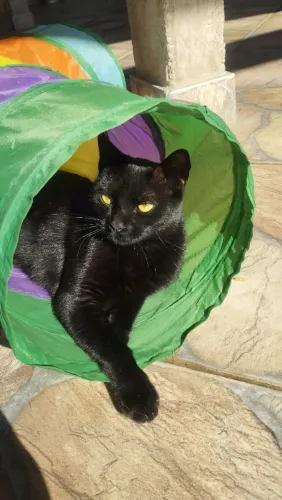 Doação de gatinha