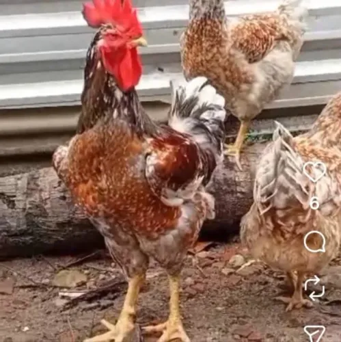 OVOS E PINTINHOS GSB PURO 