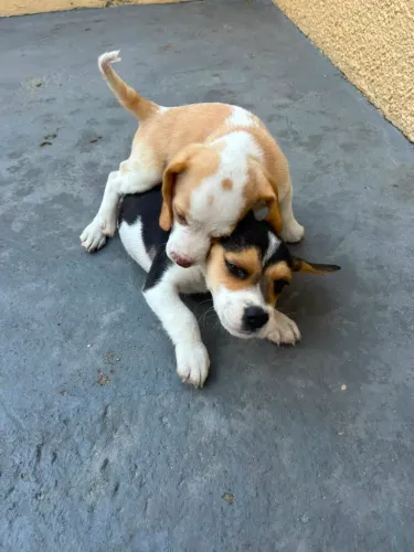 Beagle valor baixo hoje , padrão raça e garantias para você 