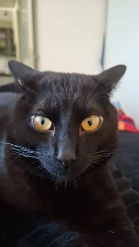 Gato macho 