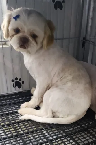 Vendo shiatsu 1 ano , ótima oportunidade para padreador