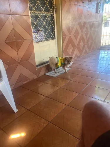 Doação de gatinhos
